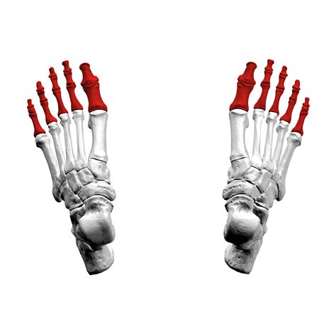 Filephalanges Of The Foot04a Superior Viewpng