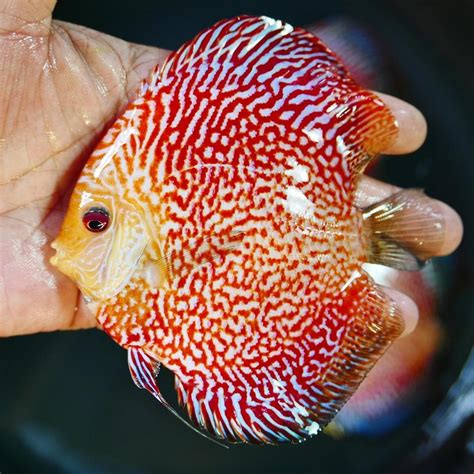 High Bodied Red Pigeon Snakeskin Discus