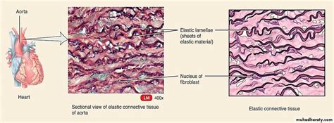 Connective Tissue Lec5 Docx د انعام Muhadharaty