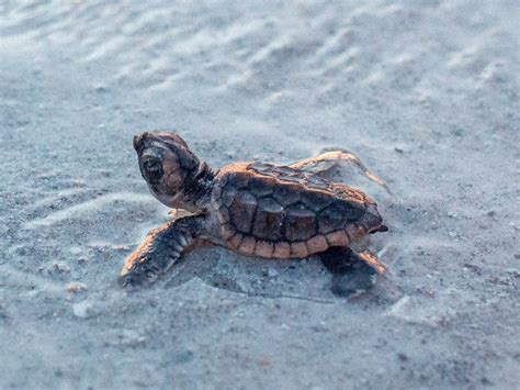 Lights Out Its Turtle Nesting Season Along Florida Beaches Pinellas