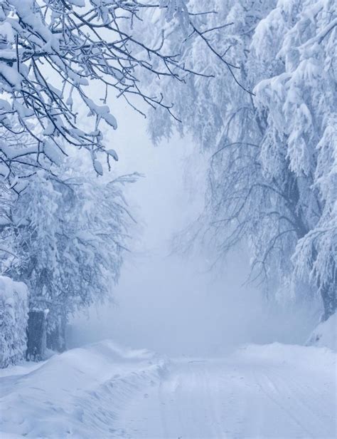 The Road To Nowhere Winter Snow White Forest Tree Wood