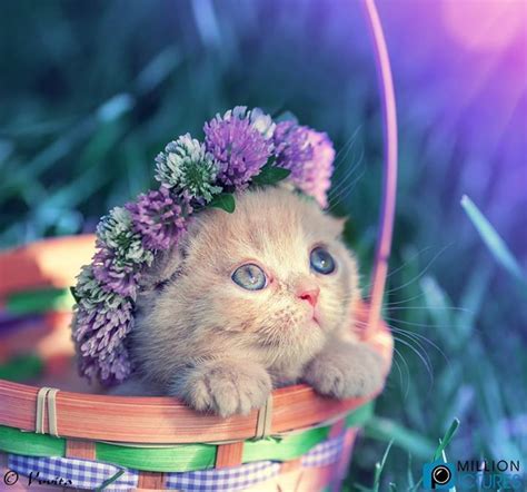 Kitty With Easter Bonnet Cute Animals Easter Cats Easter Pets