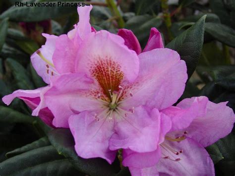 Rhododendron Lavender Princess The Site Gardener