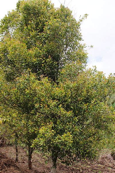 Eugenia Caryophyllata Pustaka Flora Database Tanaman Landscape