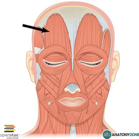 Myology Head And Neck Muscles Flashcards Easy Notecards