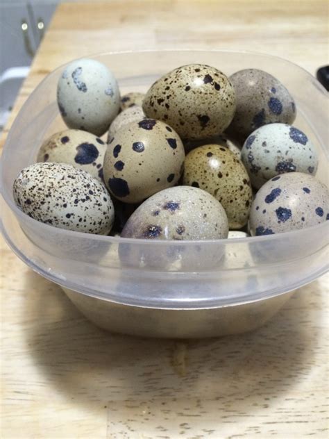 Quail Egg Recipe For Deviled Quail Eggs Slightly Rednecked