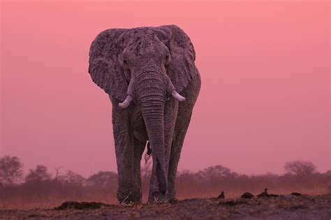 Safari Sunset Elephant Photography Tours