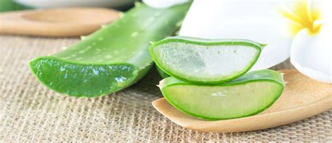It is a widely popular plant that has been used for centuries for healing internally and topically. 13 Mind Blowing Benefits of Aloe Vera Gel for Hair