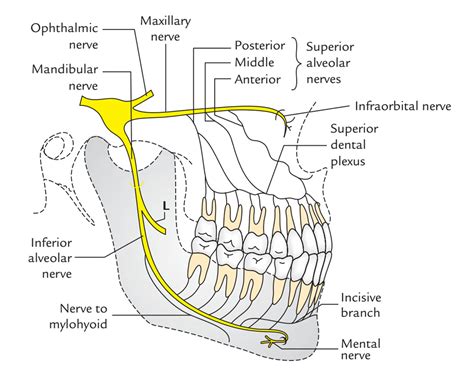 Inferior Alveolar Nerve Innervation