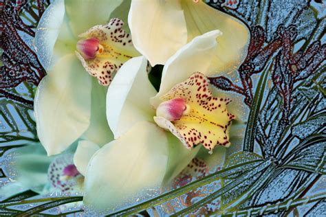 White Orchid Free Stock Photo Public Domain Pictures