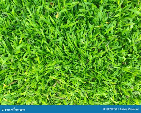 Green Grass Texture Background Top Down Of Grass Garden Stock Image Image Of Landscape