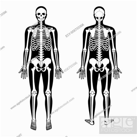Human Man Skeleton Anatomy In Front And Back View Vector Isolated Flat