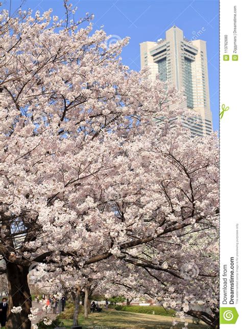 Yokohama Landmark Tower And Cherry Blossoms Stock Photo