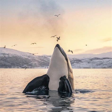 Swimming With Orcas In Norway Resolutenessstar