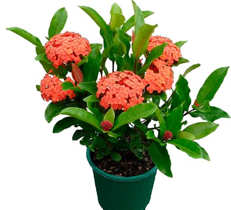 Ixora Más De 1000 Plantas Y Flores Del Mundo