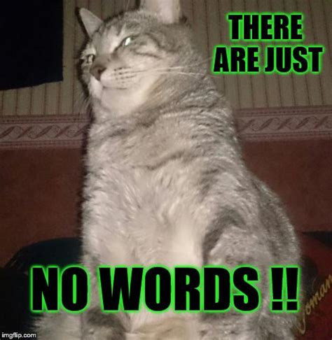 Cat Meme With No Words Akrisztina27
