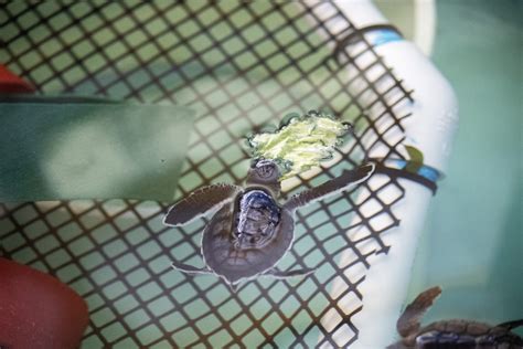Caring For Baby Sea Turtles After Hurricane Ian Brevard Zoo
