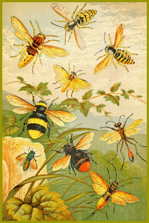 Antique Images Insects — For Personal Use Only Vintage Bee Bee Art