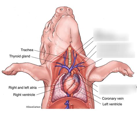 Fetal Pig Dissection Systemic Circuit Veins Anterior To The Heart