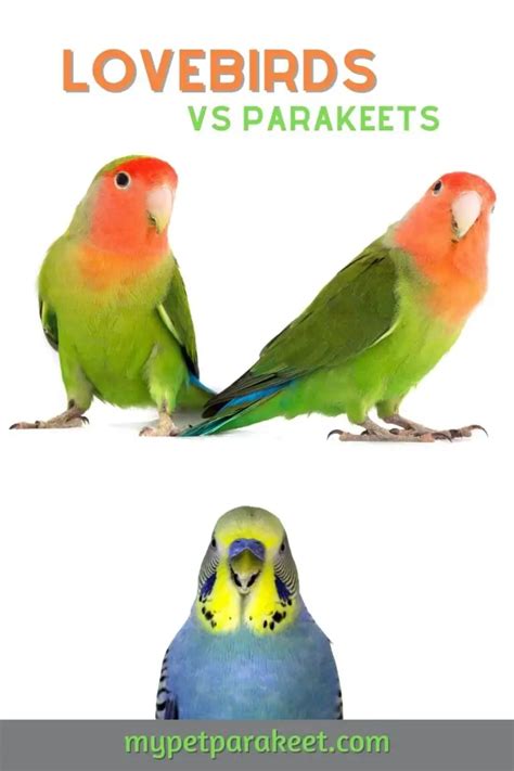 Parakeets Vs Lovebirds Which Is The Better Pet My Pet Parakeet