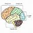 4 The Brain’s Functional Lobes Used With Permission 27  Download