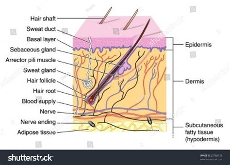 The skin has multiple layers of ectodermal . Skin Labeled Stock Vector 25788133 - Shutterstock