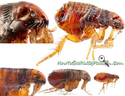 What Do Cat Fleas Look Like Cat Meme Stock Pictures And Photos