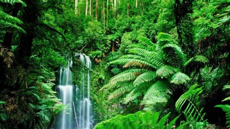 Amazon Rainforest Feel The Rainfall Of Leaves Found The World