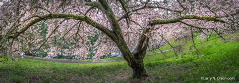 Cherry Trees Mount Tabor Park Portland Or Larry N Olson Photography