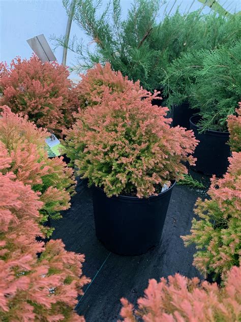 16 Fire Chief Arborvitae Companion Plants Niraszilas