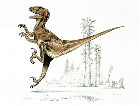 Deinonychus Dinosaur Photograph By Natural History Museum Londonscience Photo Library Fine