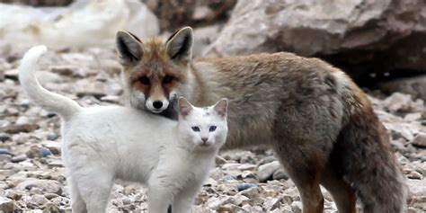 somewhere in turkey a wild cat and a fox are best friends huffpost