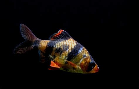 Tiger Barb 101 Care Tank Mates Size Breeding And More