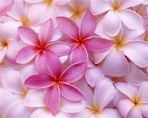 We did not find results for: Flowers Wallpapers, HD Wallpapers, Widescreen, pink colors normal5.4.jpg 1280 x 1024