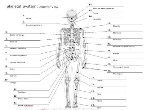 This muscle diagram is interactive: Skeletal System Diagram - Types of Skeletal System ...