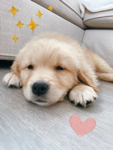 We are always updating our inventory with the best new pet products that you and your pet will love, so check back often to see what new products we are featuring on the site! Adorable Golden retriever puppy available now!!! in ...