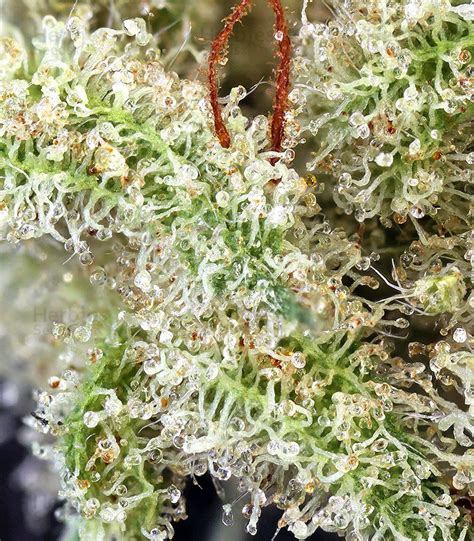 Northern Lights Autoflower Feminized Seeds For Sale Information And