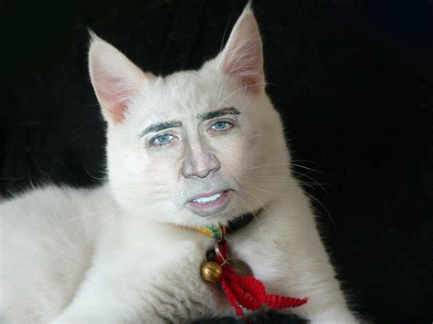 Nick Cage Cat Meme