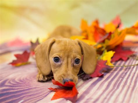 Expecting all colors (red, black, or chocolate), with possible all patterns (dapple, piebald. Dachshund Puppies - Petland Wichita, KS