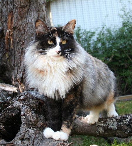Norwegian Forest Cats Pretty Cats Gorgeous Cats Forest Cat