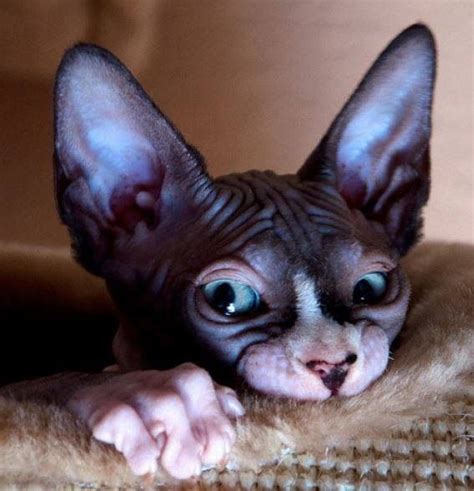 163 Best Ideas About Sphynx On Pinterest Cats Aliens