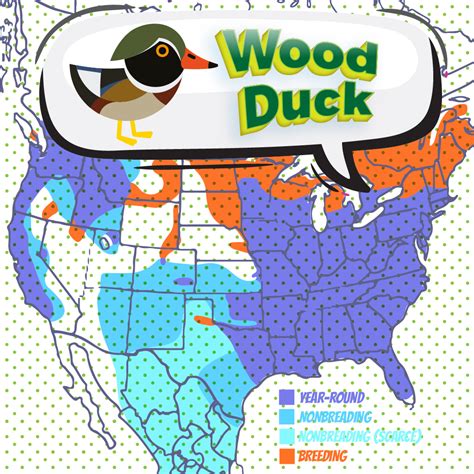 Wood Duck Bird Watching Academy
