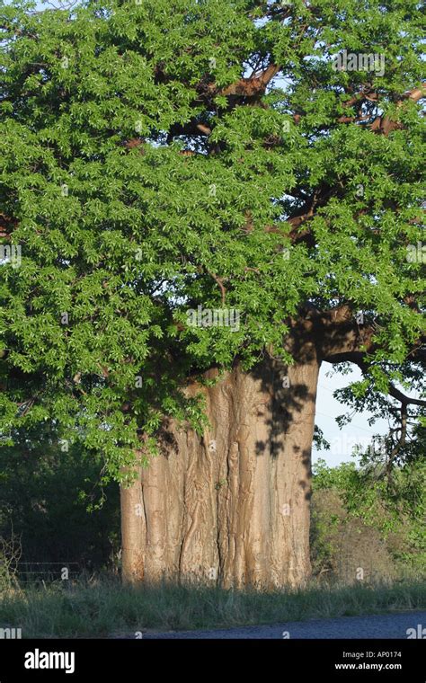 Baobab Tree South Africa Stock Photo Alamy