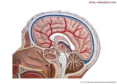 Nervous System Midsagittal View Brain 2 Diagram Quizlet