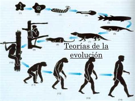 Evolucion Biologica Evolucion Del Hombre Evolucion De La Vida