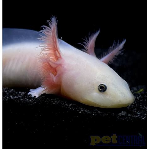 Gfp Leucistic Axolotl Axolotls For Sale Axolotl Planet Lupon Gov Ph