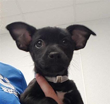 This month, we're focusing on women's history month, featuring some of our strong #adoptable girls. Houston, TX - Chihuahua. Meet Chi Chi a Pet for Adoption ...