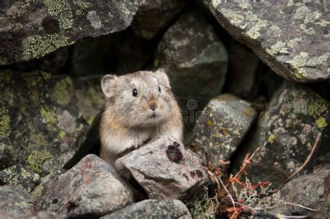 Pika Stones Steppe Rodent Mongolia Stock Image Image Of Herbivore