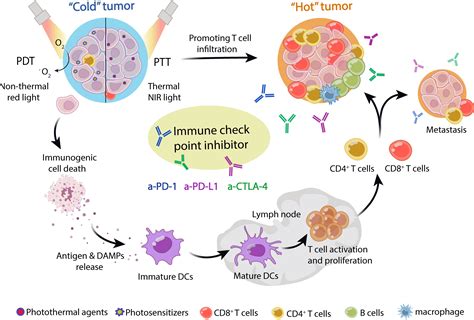 Frontiers Combination Of Phototherapy With Immune Checkpoint Blockade
