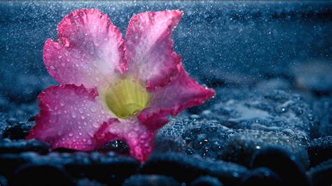 Beautiful Flowers In Rain Hd Wallpapers Best Flower Site